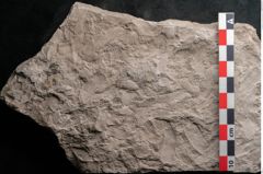 Foto (Detailansicht) von Dictyopteris brongniarti Gutb. (NHMW-GEO-2024-0188-10761)
